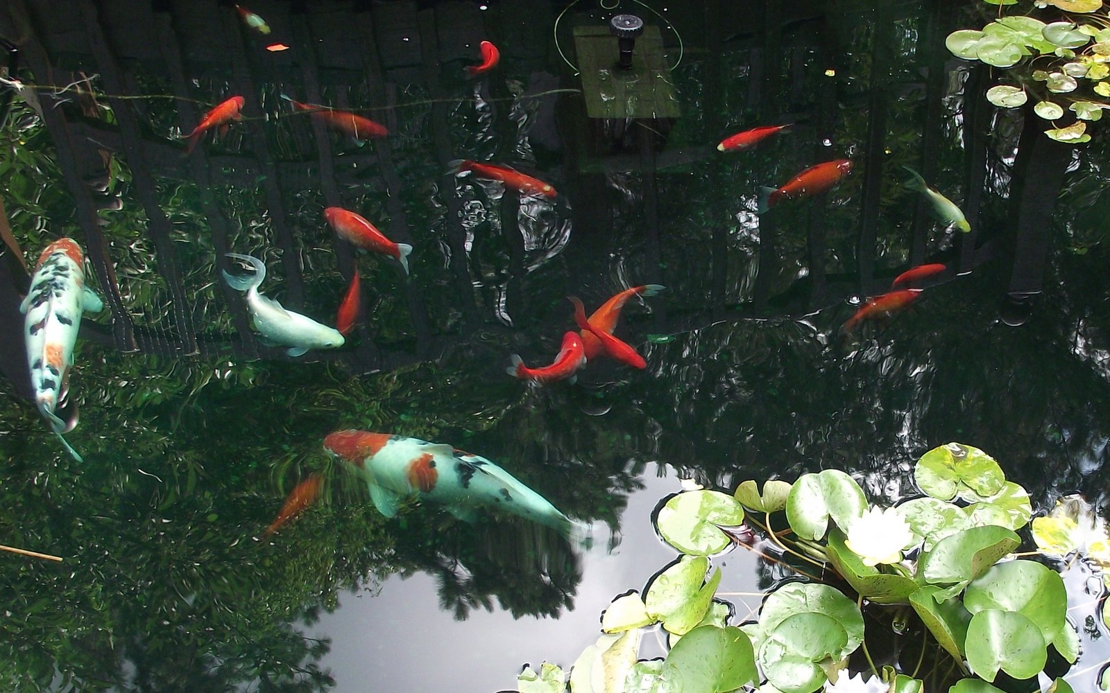 Summer Growth Koi Food: Protein Targets Without Overloading the Filter