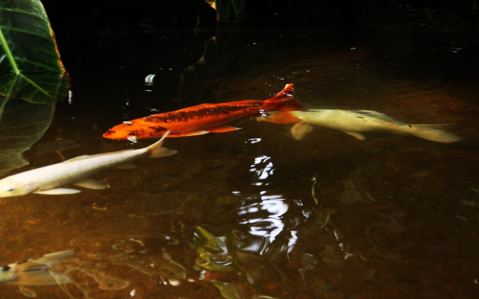 Floating vs Sinking Koi Food: Which Pellet Type Fits Your Pond?