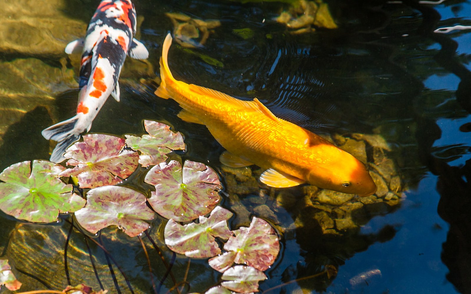 Probiotic Koi Food: Digestion Claims, Real Benefits, and Buying Checks