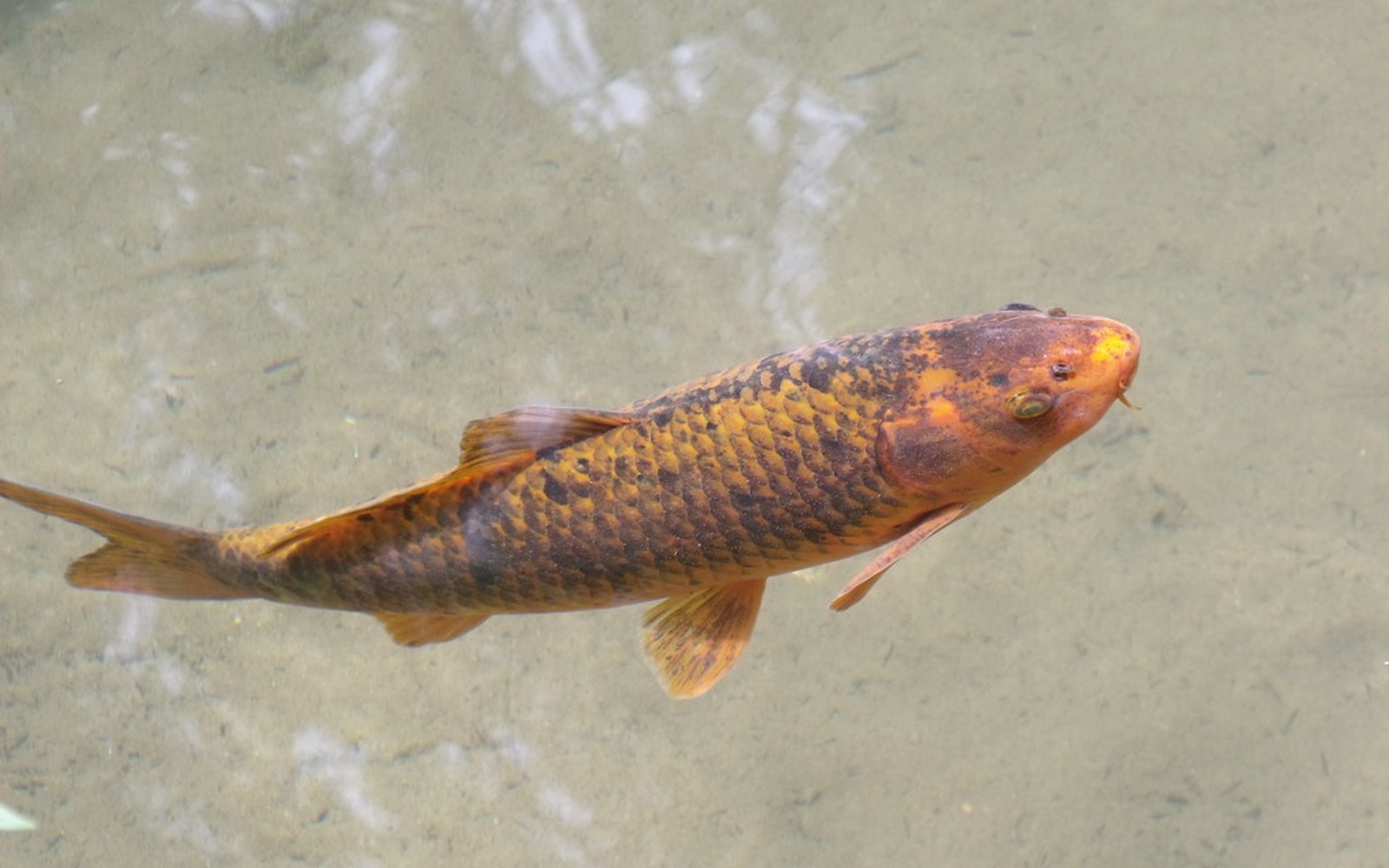 Juvenile Koi Food Plan: Growth Feeding for Tosai and Young Fish