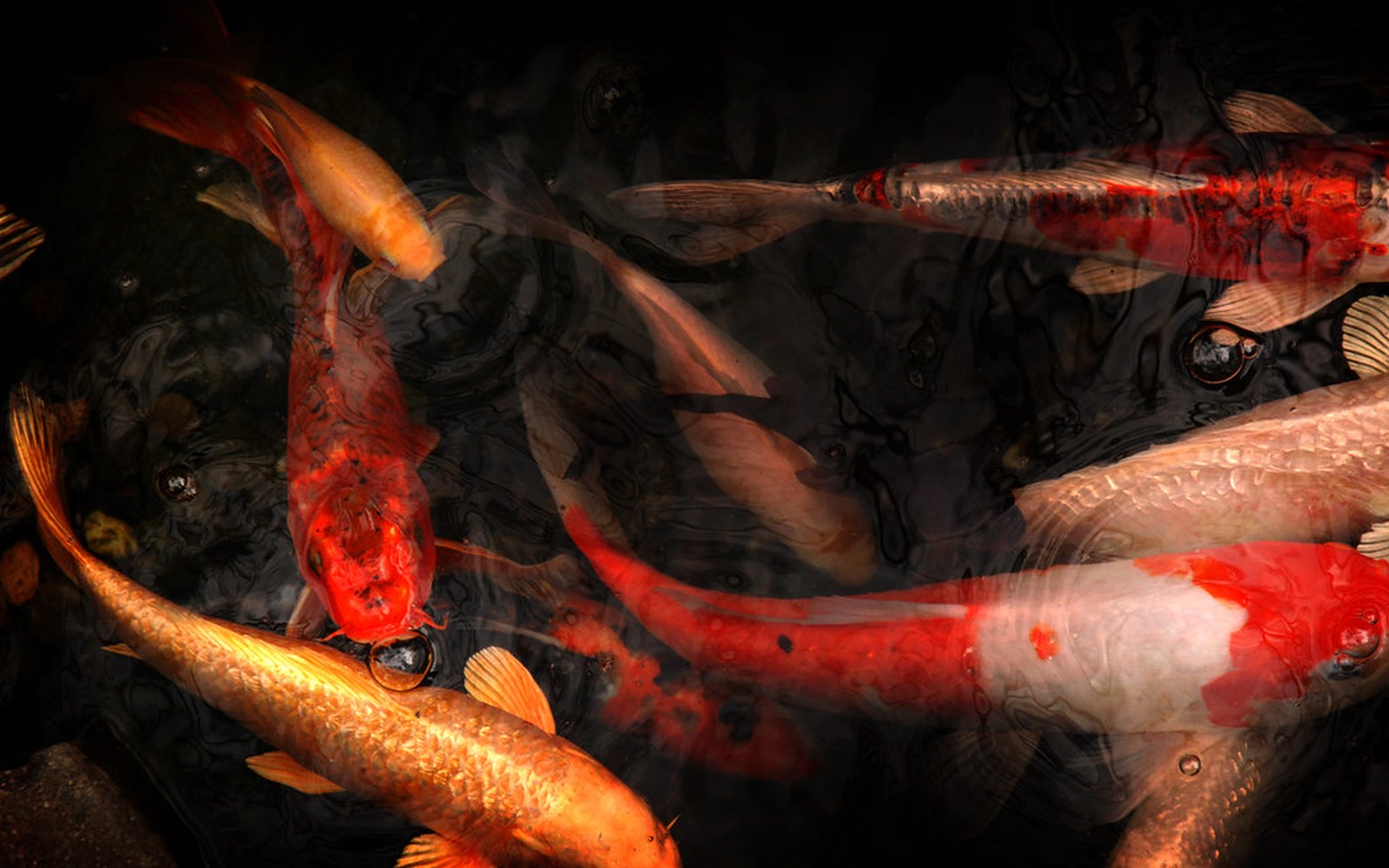 Koi Food Storage: Keep Pellets Fresh, Dry, and Safe for the Season