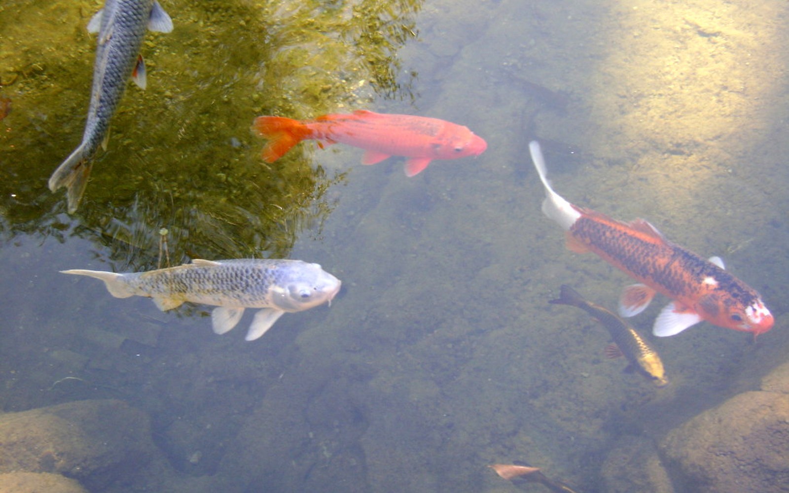 Koi pond and Nishikigoi photo 001