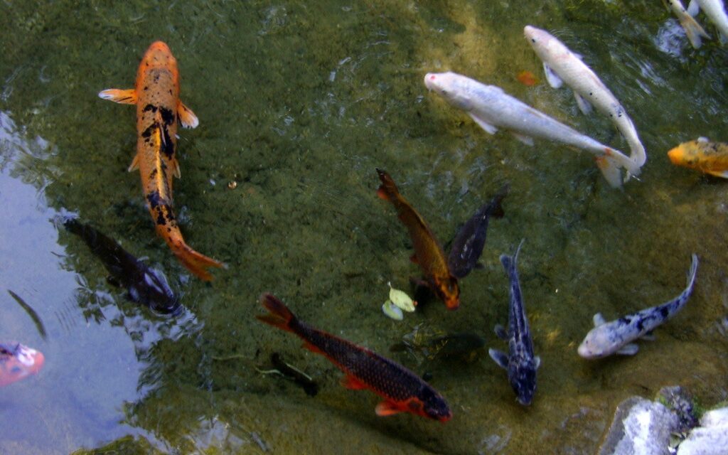 Koi pond and Nishikigoi photo 002