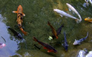 Koi Pond Filter...
