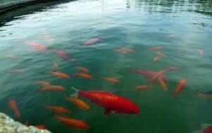 Koi Pond Water ...
