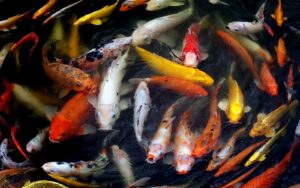 Pond UV Sterili...