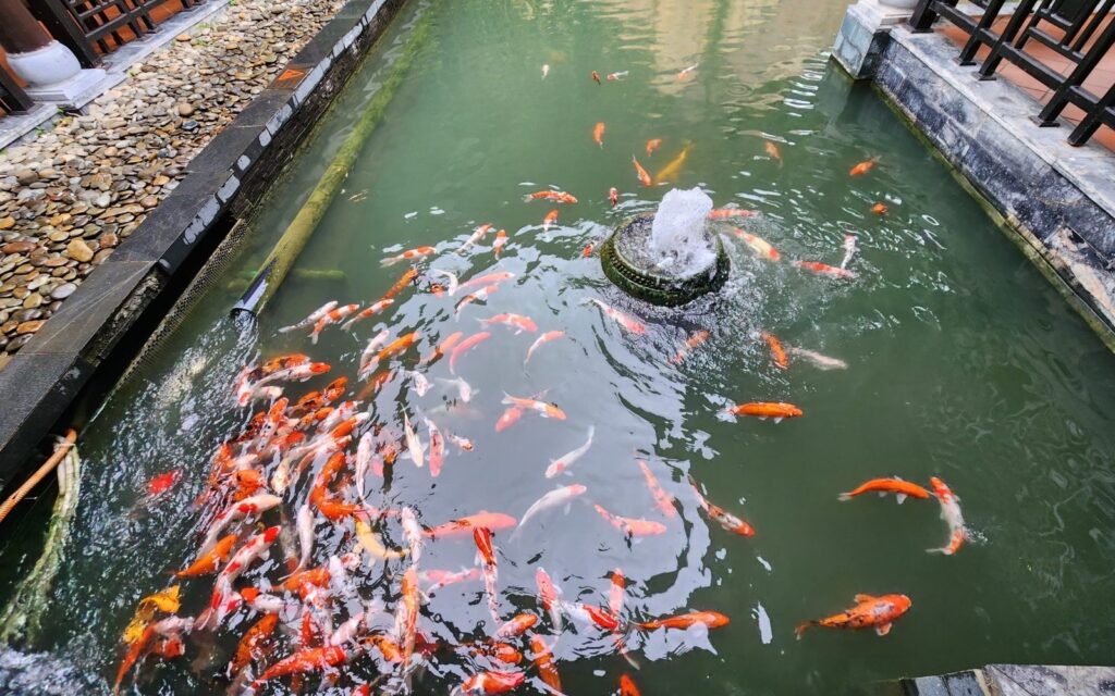 Koi Pond Pump Sizing: Flow Rate, Head Height, and Energy Cost