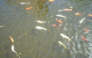 Koi Pond Depth ...