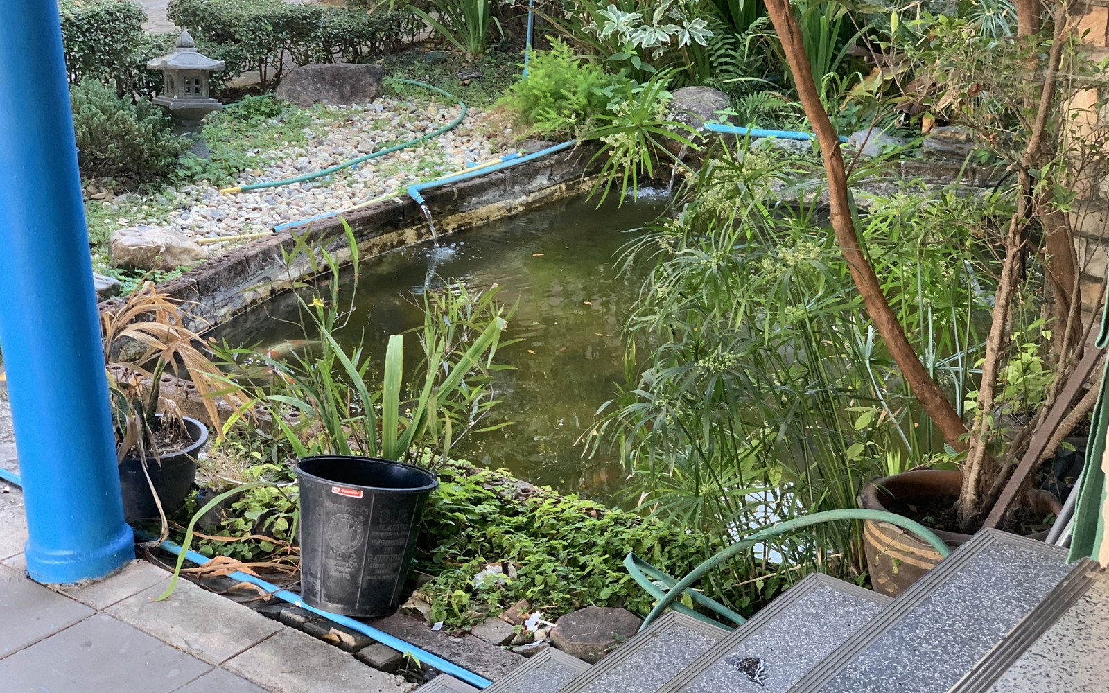 Koi pond and Nishikigoi photo 013