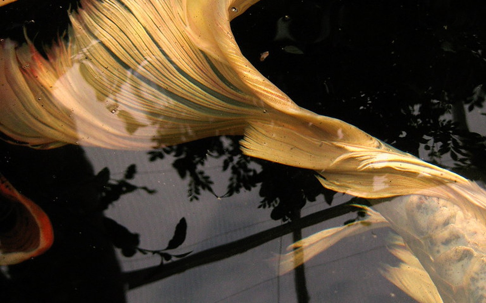 Koi pond and Nishikigoi photo 016