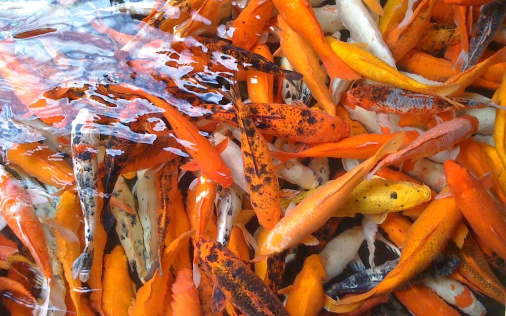 Koi Price Guide: Why Nishikigoi Prices Range From Cheap to Premium