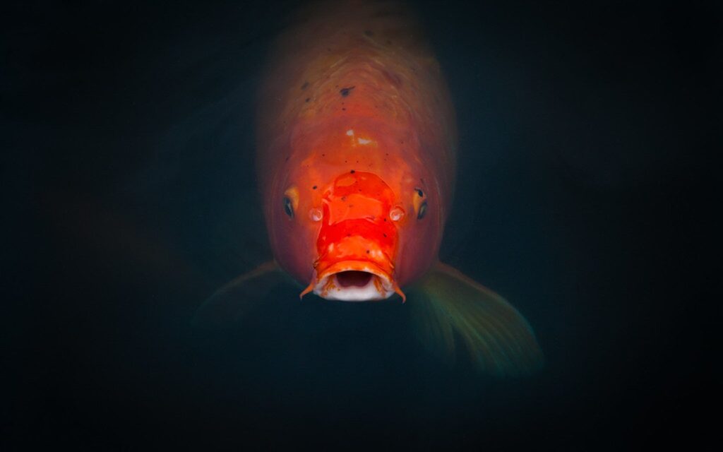 Buying Koi Online: Shipping, Quarantine, and Seller Checklist