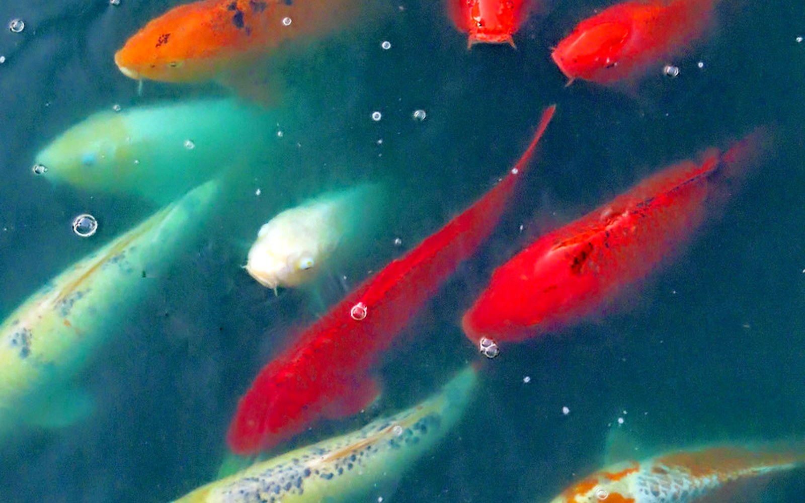 Koi pond and Nishikigoi photo 020