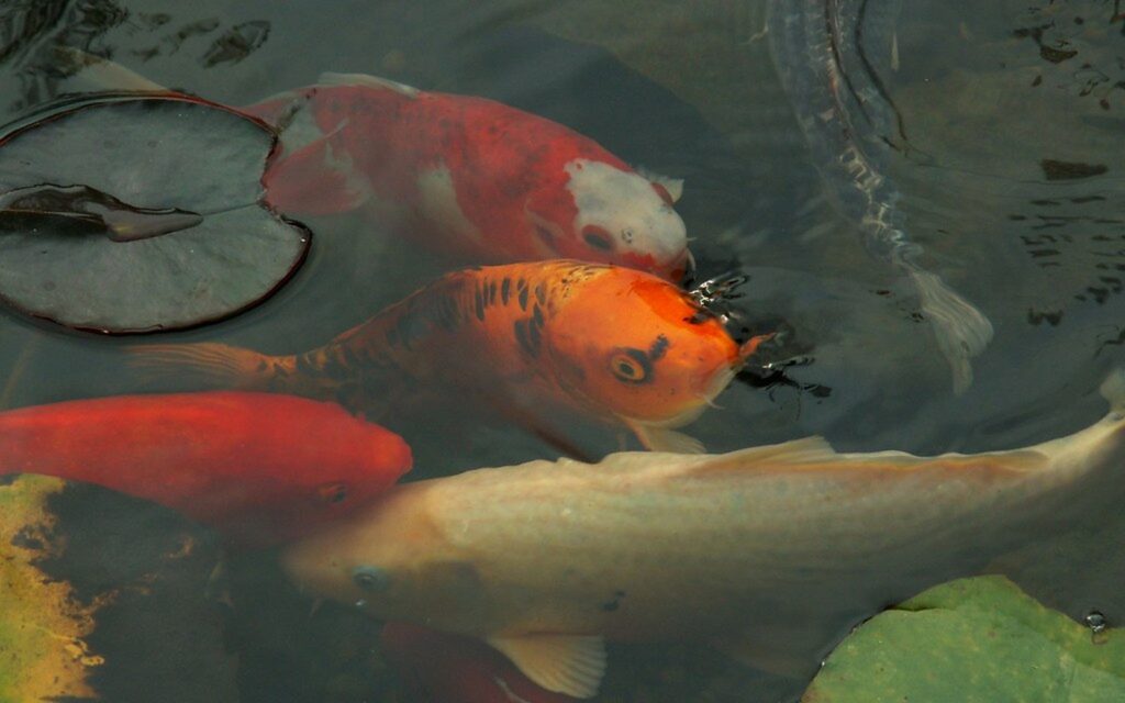 Koi Summer Care: Heat Stress, Oxygen, Feeding, and Shade