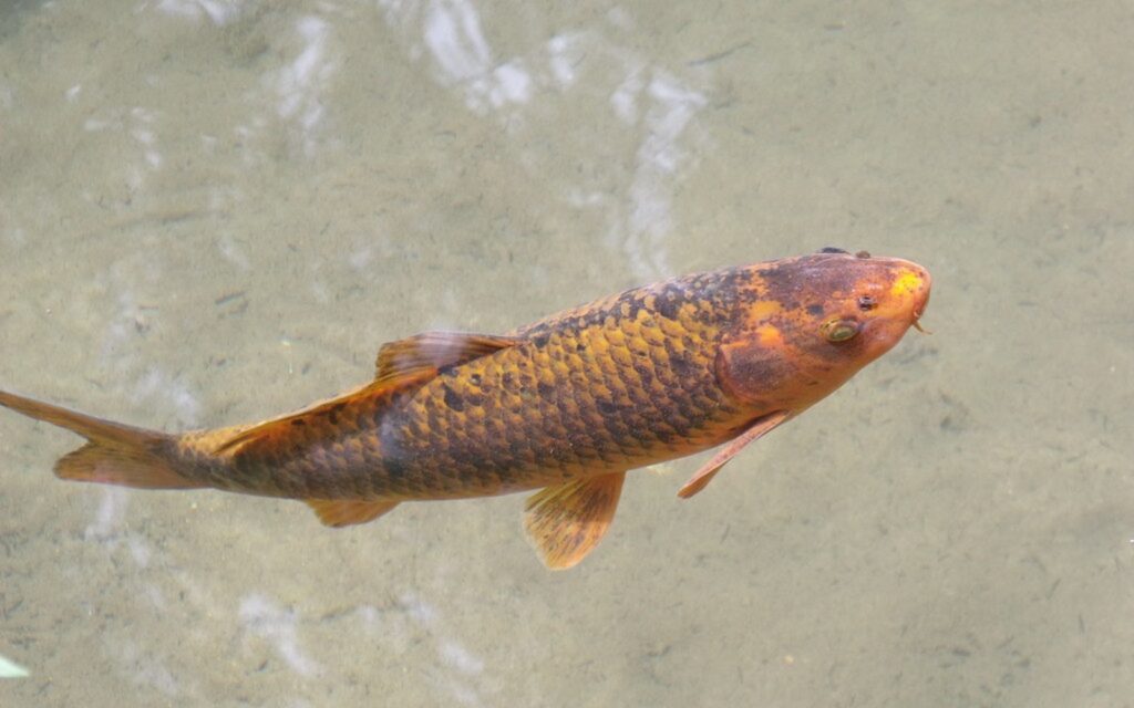 Bottom Drain for Koi Ponds: Layout, Pipe Size, and Settlement Flow