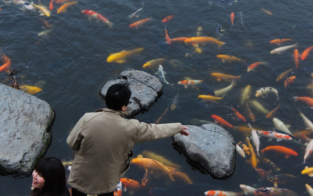 Biofilter Media for Koi Ponds: Moving Bed, Shower, Mat, and Ceramic