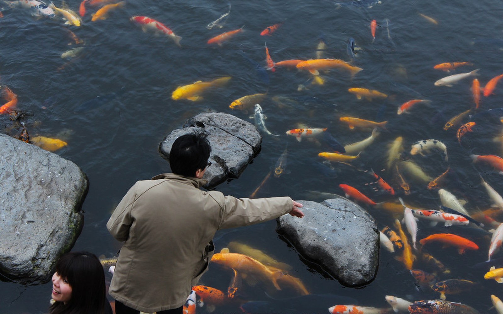 Koi pond and Nishikigoi photo 025