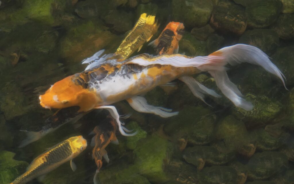 Bakki Shower Filter Guide for High-Oxygen Koi Pond Biofiltration