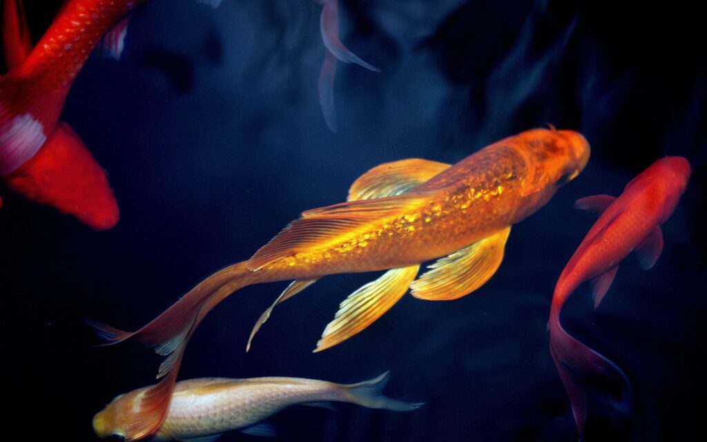 Koi Pond Settlement Chamber: How to Remove Solids Before Bio Media