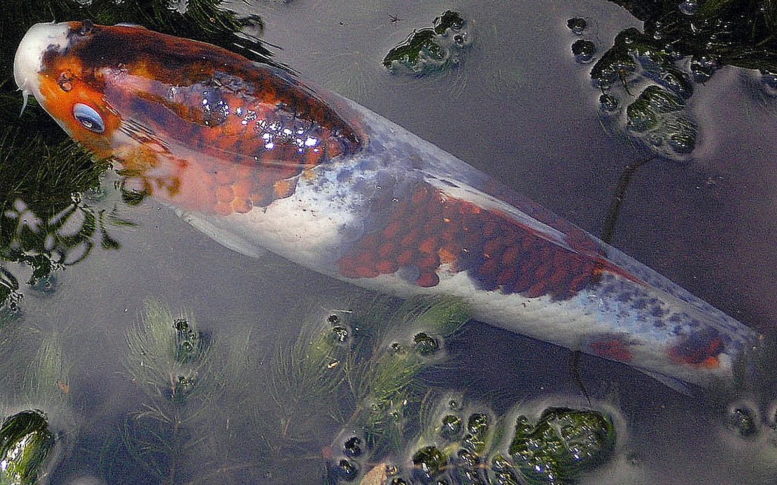 Koi pond and Nishikigoi photo 028