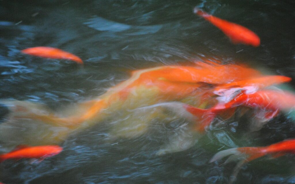 Koi Pond Plumbing Guide: Pipe Diameter, Valves, and Flow Planning