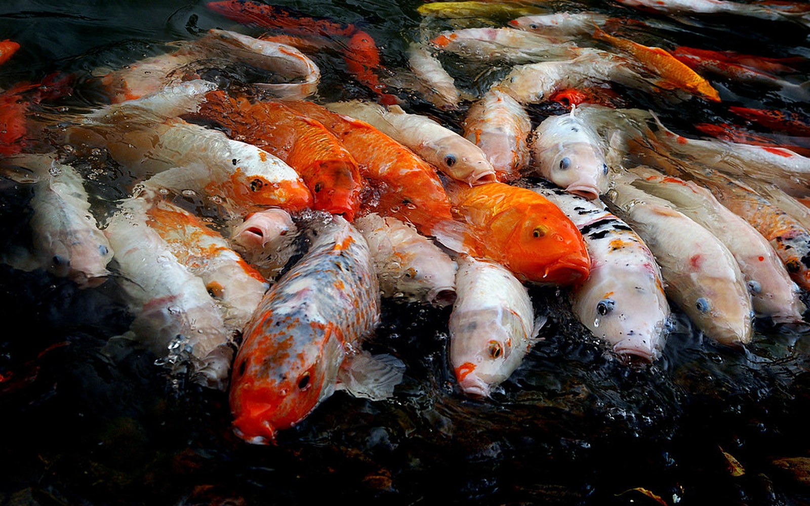 Koi pond and Nishikigoi photo 030