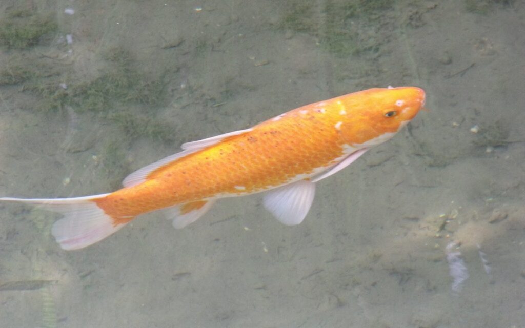 Koi Color Enhancing Food: Spirulina, Carotenoids, and Timing