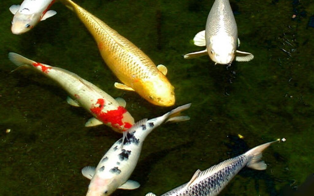 Koi Parasite Treatment: Diagnosis Before Medication