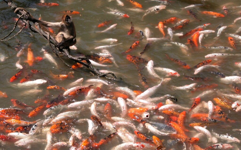 Koi Ulcer Treatment Basics: Water Quality, Isolation, and Vet Help