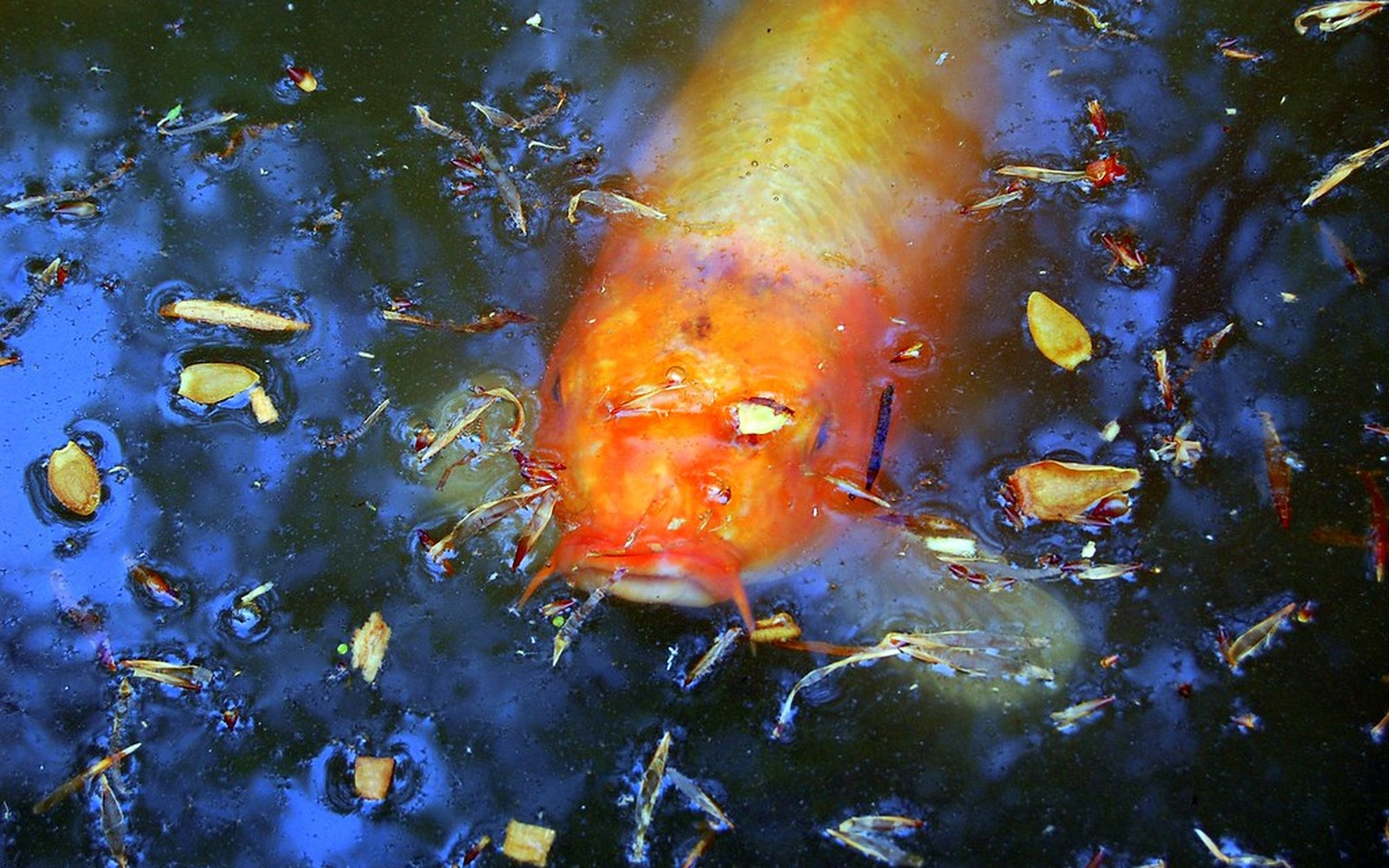 Koi pond and Nishikigoi photo 035