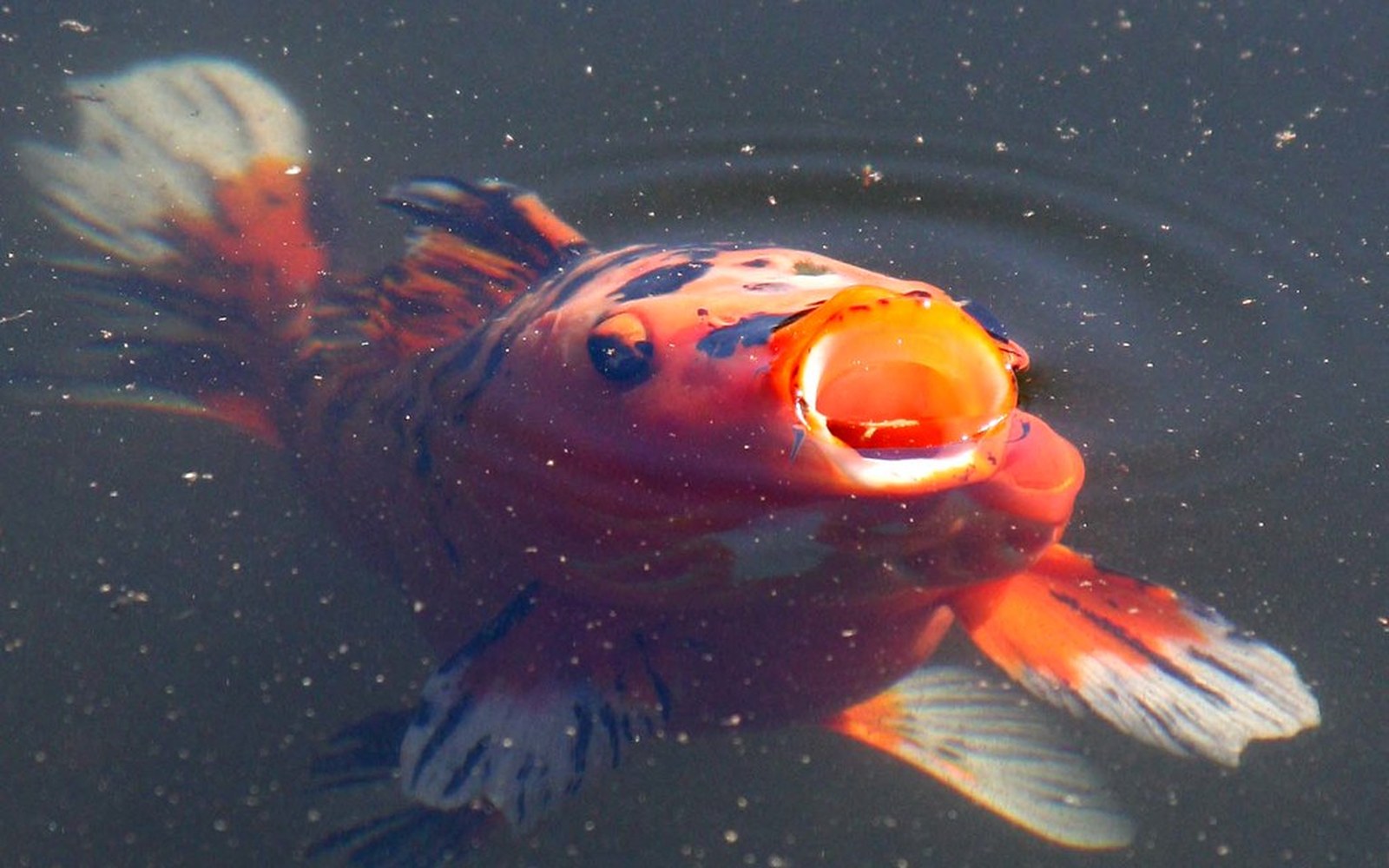 Koi pond and Nishikigoi photo 036