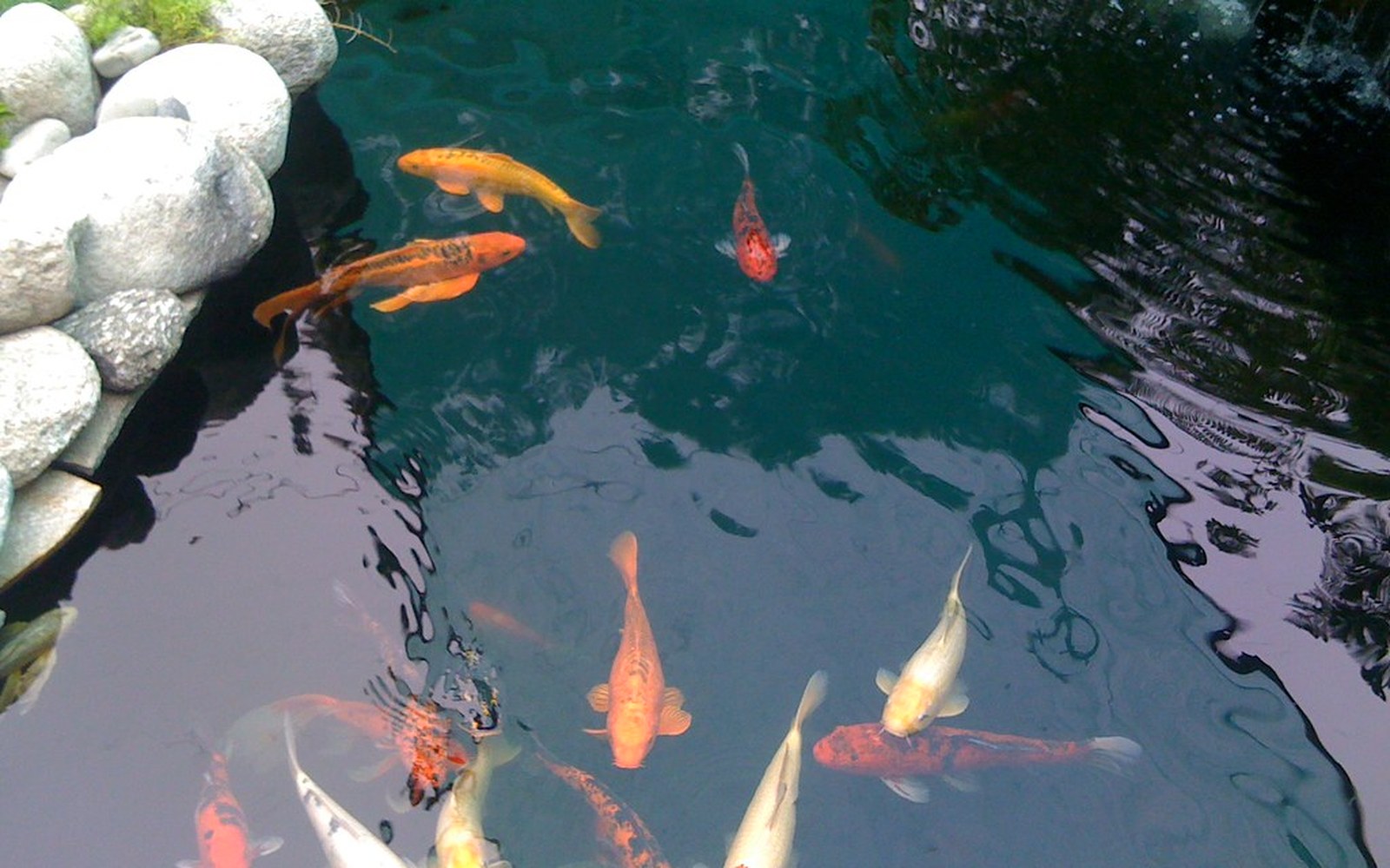 Koi pond and Nishikigoi photo 038