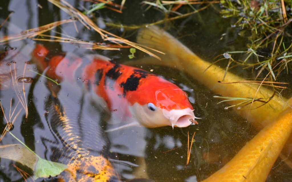 Koi Pond Salt Use: When It Helps and When It Creates Problems