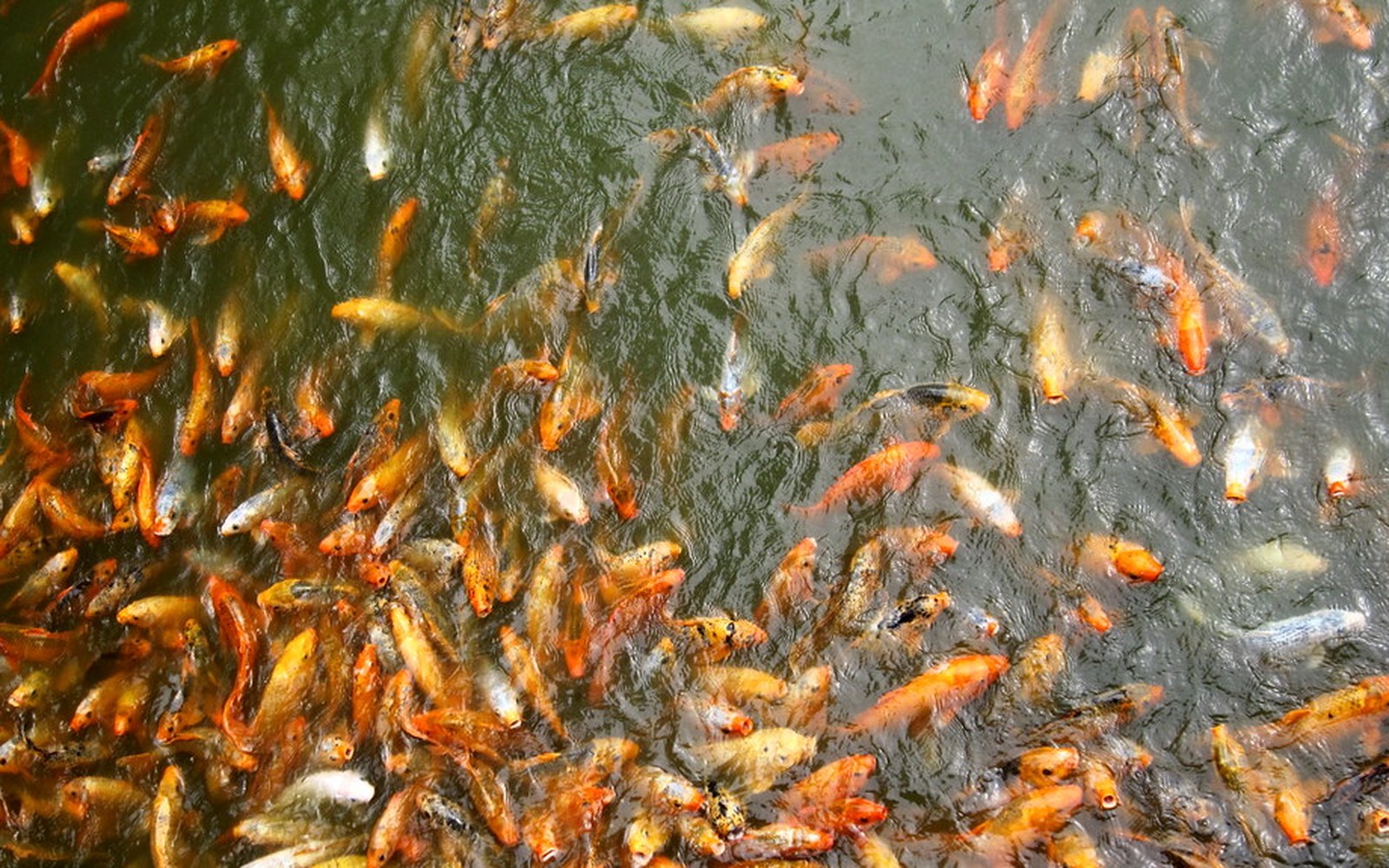 Koi pond and Nishikigoi photo 041