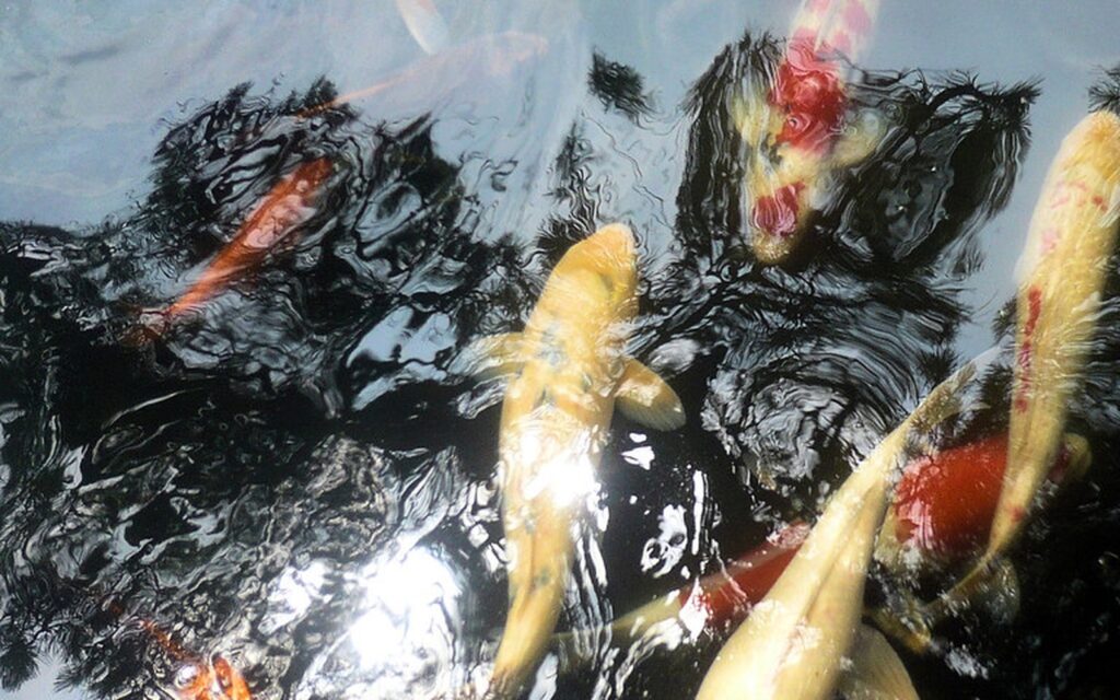 Koi Pond Test Kit: Essential Water Tests for Serious Keepers