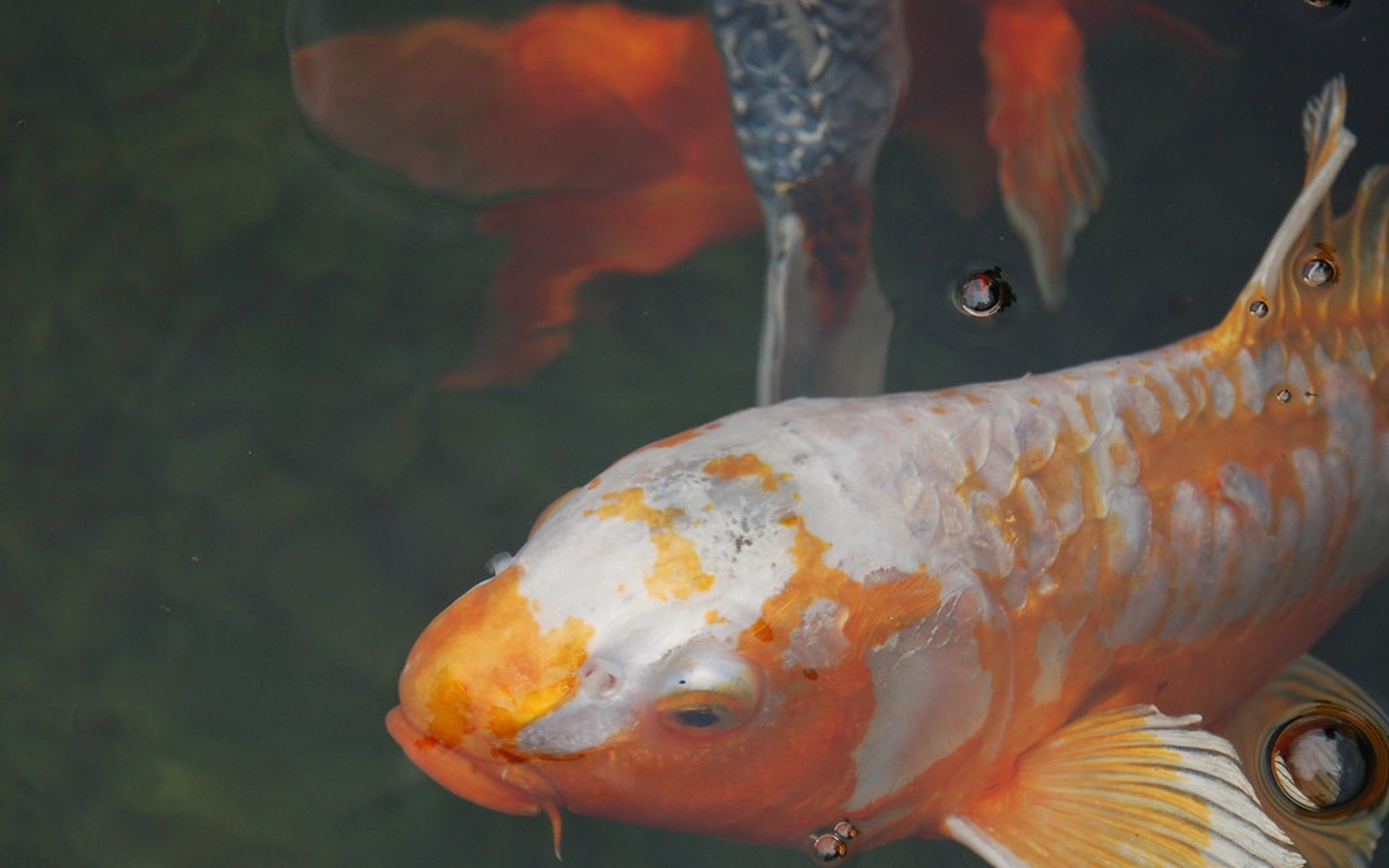Koi pond and Nishikigoi photo 043