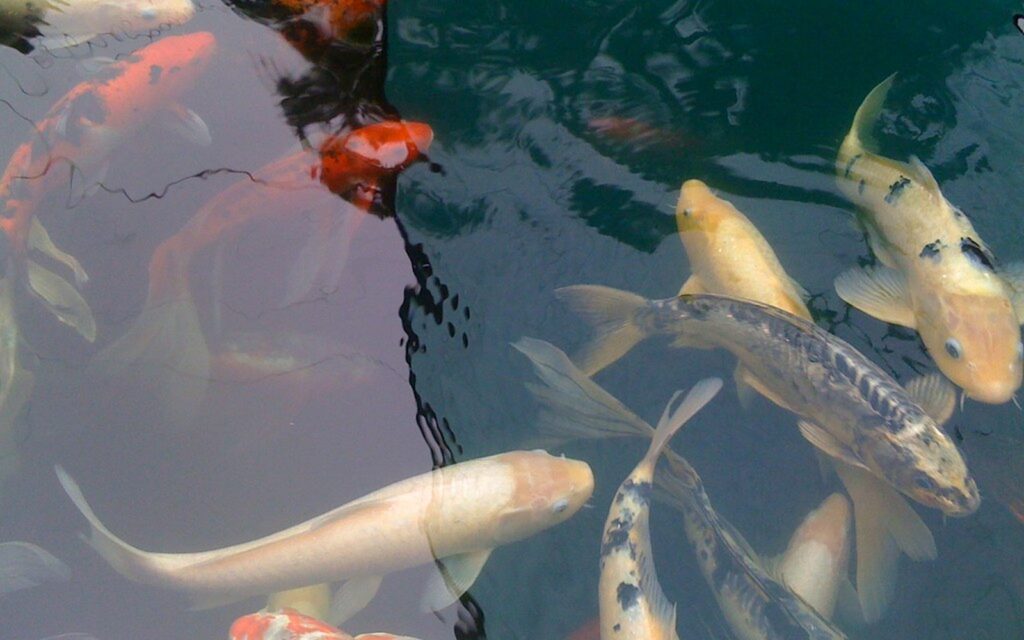 Koi Pond Viewing Window: Glass, Acrylic, Sealing, and Safety