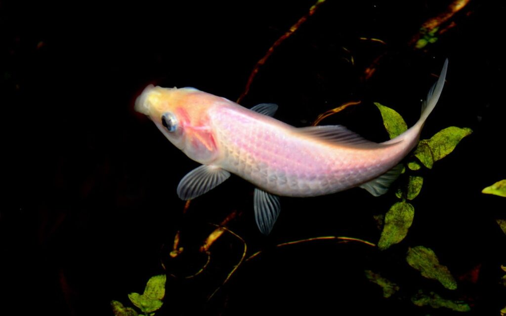 Stainless Pond Edge Details: Durable Trim for Modern Koi Ponds