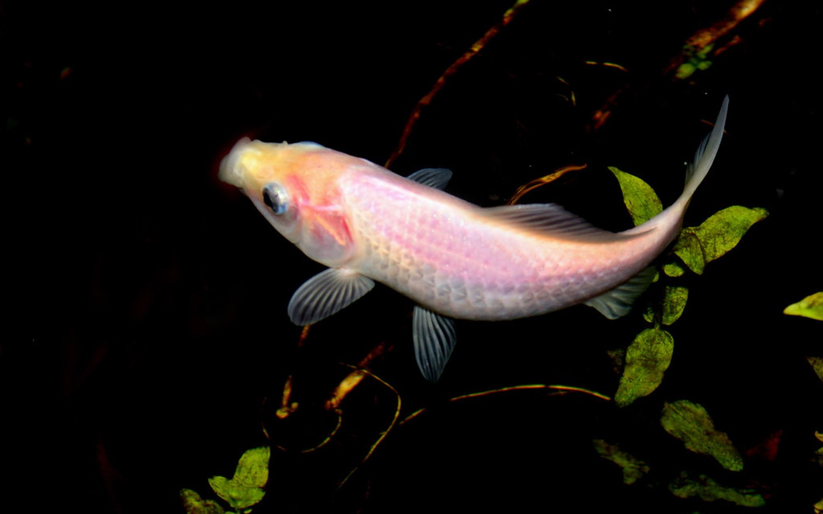 Koi pond and Nishikigoi photo 045