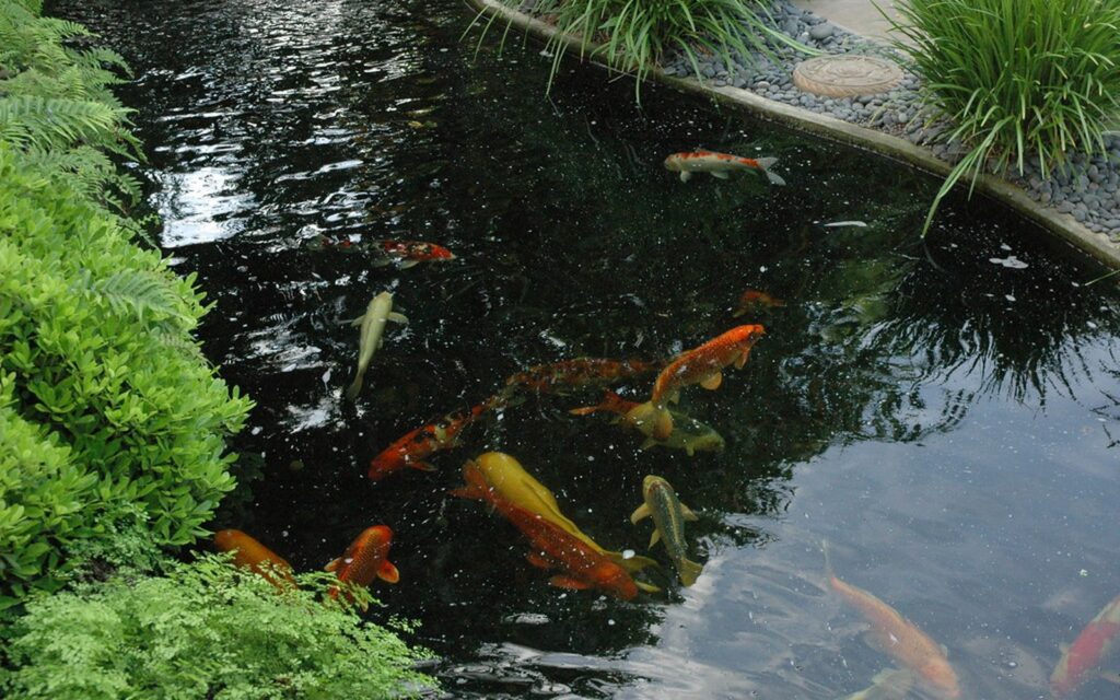 Koi Pond Business Guide: Services, Equipment, and Maintenance Offers