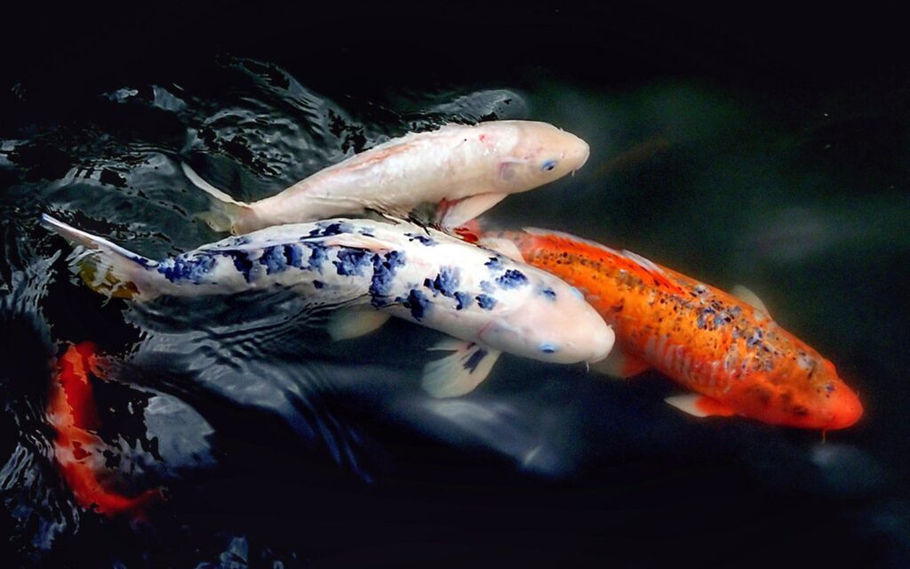 Japanese Koi Market Guide: Nishikigoi Value, Auctions, and Export