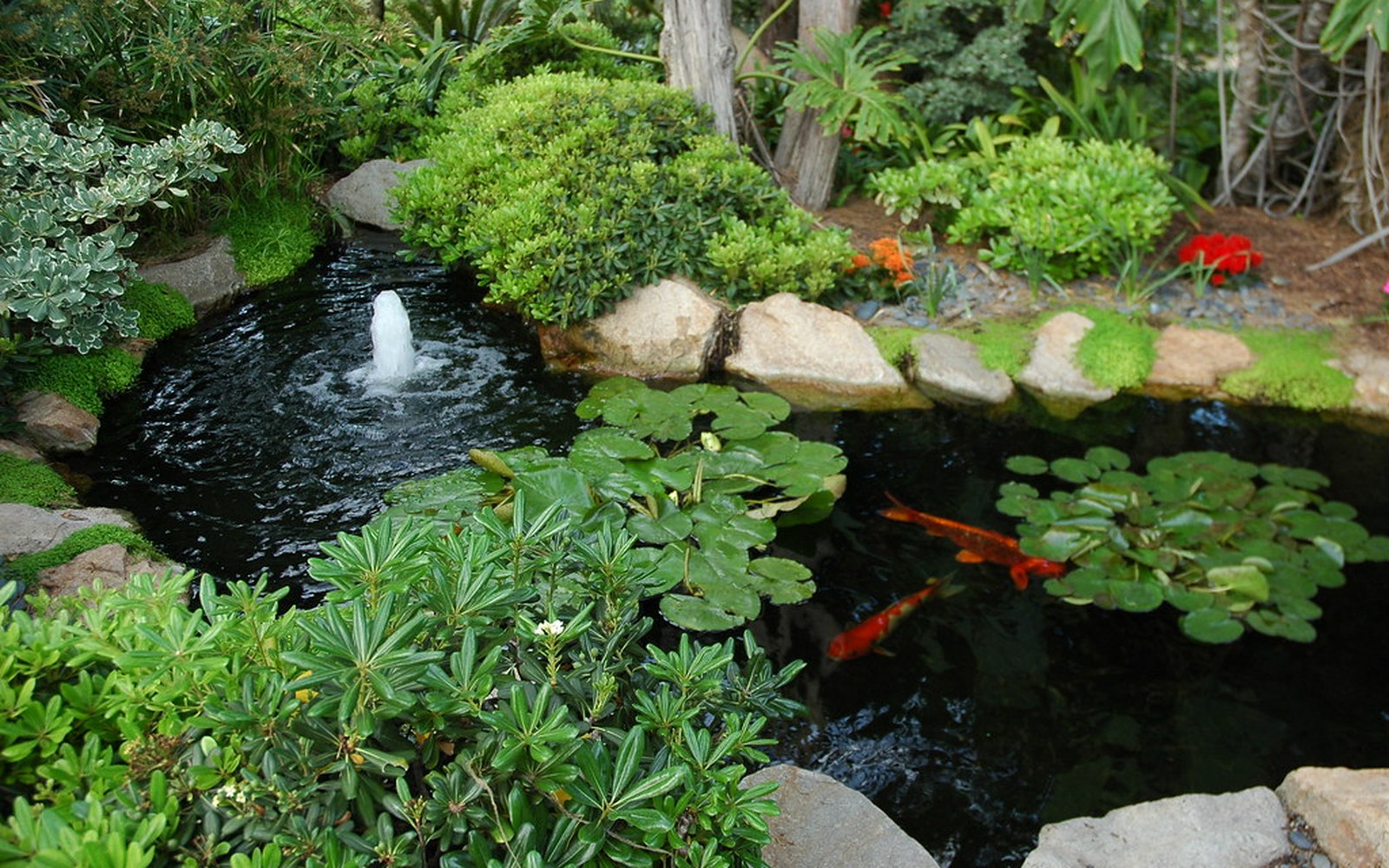 Koi pond and Nishikigoi photo 048