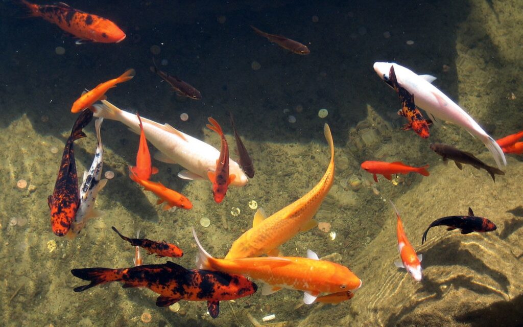 Koi Pond Renovation: When to Upgrade Filtration, Depth, or Plumbing