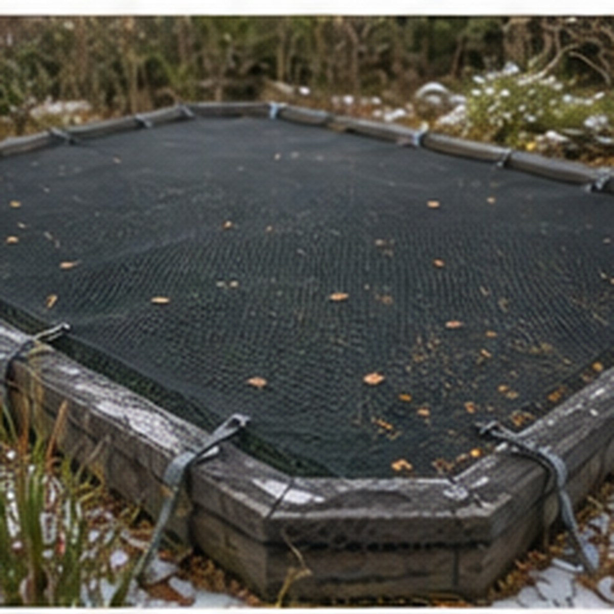 Winter Koi Rules